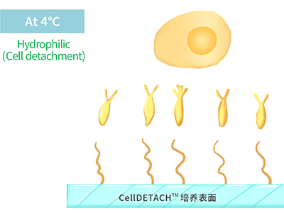 4℃時(shí)，溫敏聚合物涂層為高分子伸直狀態(tài)，表現(xiàn)為親水性，利于貼壁細(xì)胞的脫落