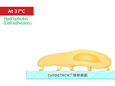 37℃時(shí)，溫敏聚合物涂層為高分子卷縮狀態(tài)，表現(xiàn)為輕度疏水性，更有利于細(xì)胞的貼附